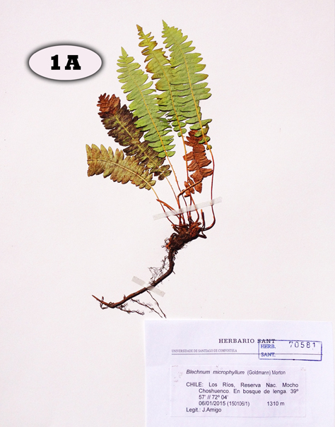 blechnum microphyllum